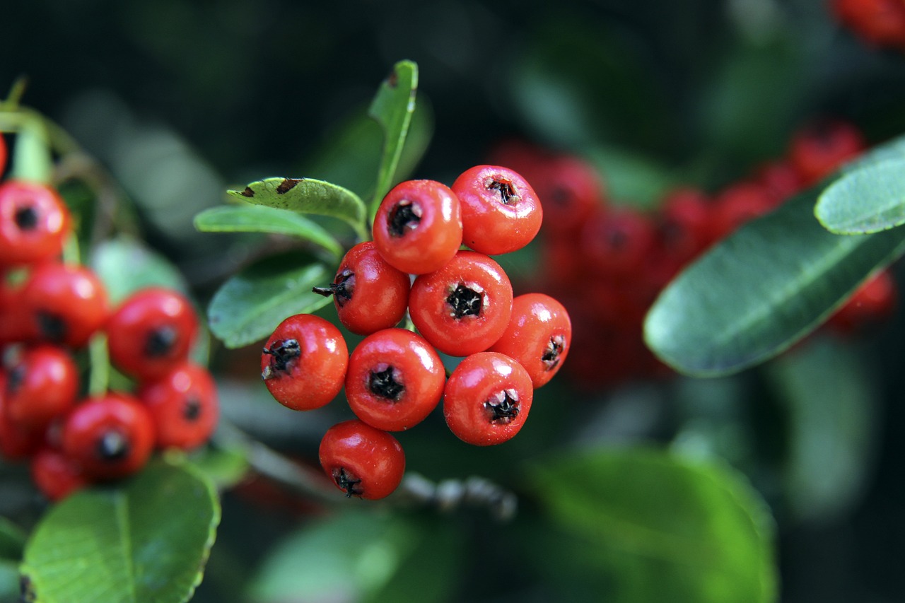 国际足坛的 国际足坛的